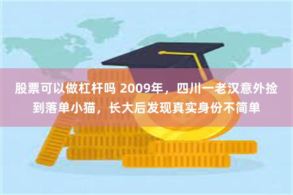 股票可以做杠杆吗 2009年，四川一老汉意外捡到落单小猫，长大后发现真实身份不简单